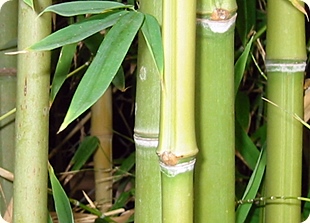 Bamboo forest, section from Wikipedia photo, from Flicr's annieo76