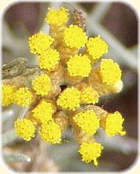 Immortelles, Helichrysum.