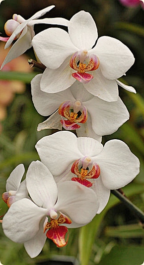 White flowers of orchid cultivar