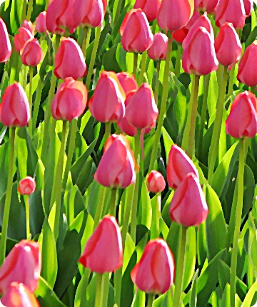 Tulips - and essays on meditating and thinking along