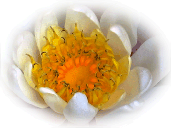 Water Lily for classic Indian or Buddist tales and Jataka tales.