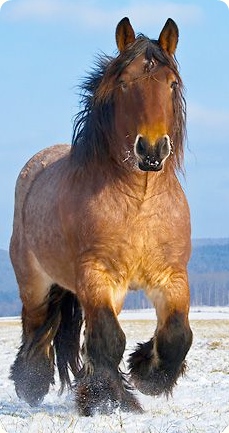 Ardennes horse. Section
