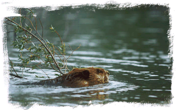 Beaver wisdom, all about human id
