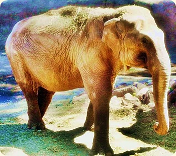 Elefant frå Wikipedia Commons, av Nachoto. Modifisert utsnitt
