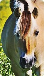 Fjord horse.