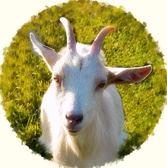 Goat in a Norwegian fairy tale