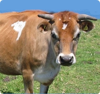 Cow sounds and proverbs. Jersey Cow