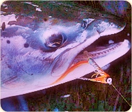Fished - a male kelt salmon. The 