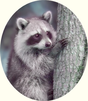 YOGA STUDIES, Racoon clinging to a tree, by corall, WikiCommons. Mod. section