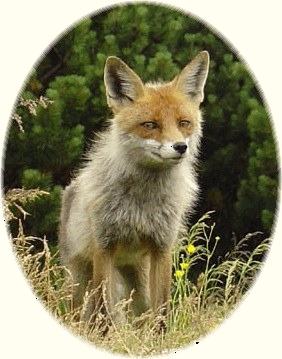 Reynard, a red fox