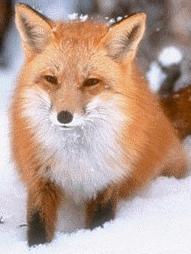 red
fox