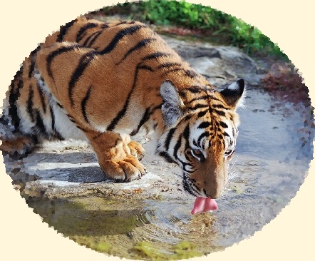 Amoy tiger, Panthera tigris amoyensis