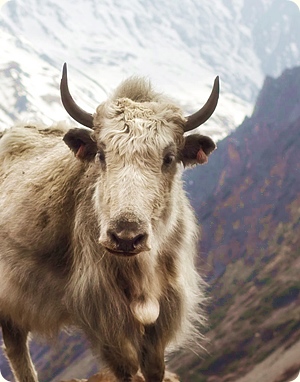Yak (Bos grunniens) in central Nepal.