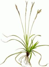 Plante