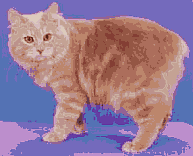 Manx cat