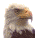 arn