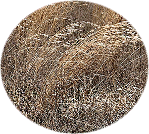 Prairie grass