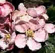 apple flowers