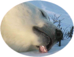 Paramahansa Yogananda teachings considered through a picture of a dreaming polar bear