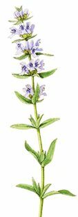 Hyssop in the Bible, illustration