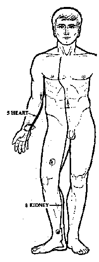 Acupuncture meridians