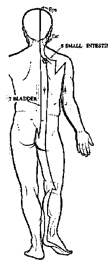 Acupuncture meridians