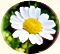 Chrysanthemum