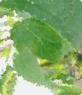 Acer leaves
