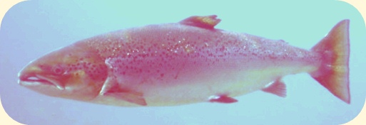 Salmon