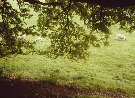 Sheep grazing in England
