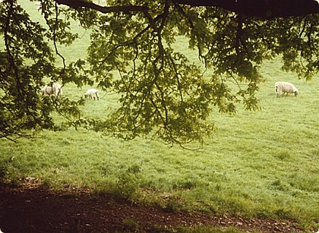 Sheep grazing in England