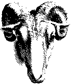 sheep's
head