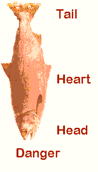 salmon