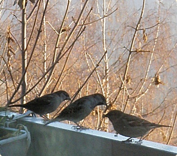 Self-development and birds