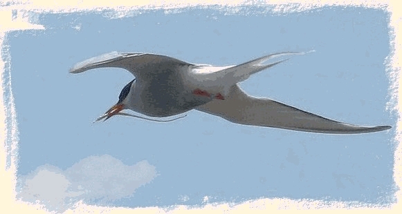 Arctic tern