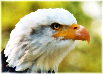 Havørn med kvitt hovud - Bald Eagle, Haliaeetus leucocephalus.