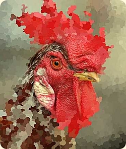 Fransk hane