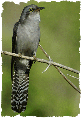 Bird in a Norwegian fairy tale