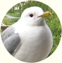 Seagull