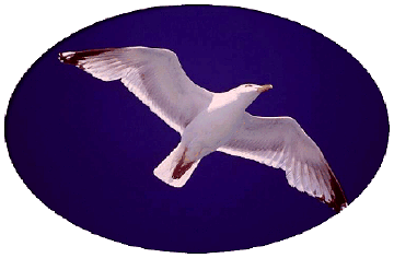 Learning theorists fronted by a SEAGULL