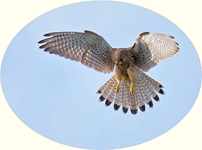 Falcon: common kestrel, tårnfalk