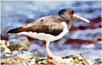 Tjeld på fugle&oalssh;ya Runde. Originalen er prå Wikimedia Commons
