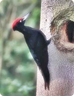 Black woodpecker