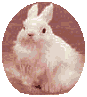 WISDOM OF
BUNNIES